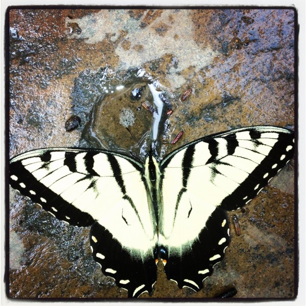 Zebra Moth by Eleanor Smith